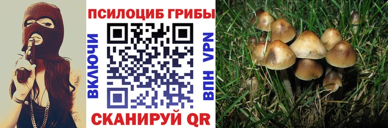 mega   Карасук  Псилоцибиновые грибы Psilocybine cubensis  где купить наркотик 